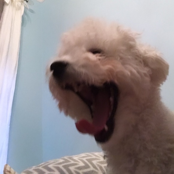 Meet your Posher, Fiona - Picture 1 of 1